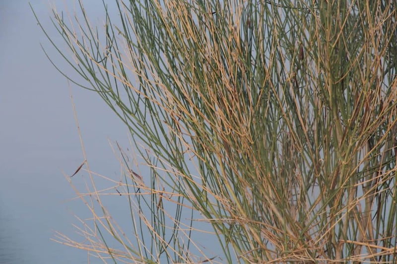 قرية عُمانية سُمِّيت بها: هل سمعت بـ “شجرة النار”؟