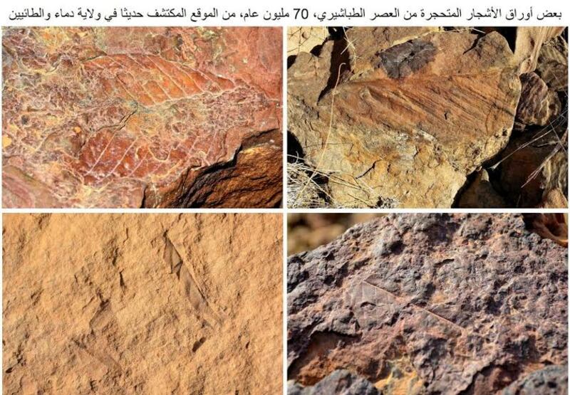 اكتشاف أقدم دليل على ظهور النخيل.. وجيولوجي يوضح