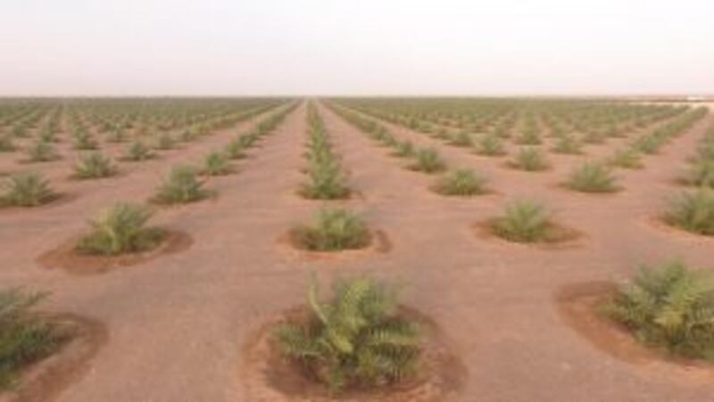 مزرعتان في البريمي تتسعان لـ 100 ألف نخلة