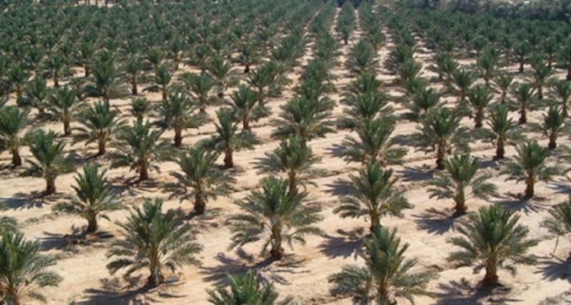 مشروع زراعة المليون نخلة سيديره جهاز الاستثمار العماني