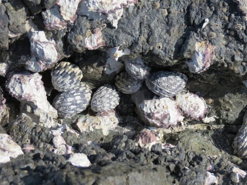 ماذا تعرف عن موسم الرحس الذي يستمر حتى أبريل؟