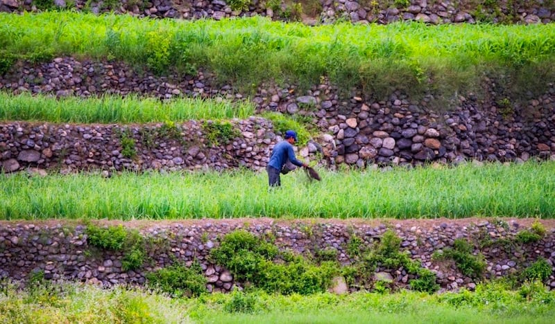 تعرّف على قرية “العلياء” في وادي بني خروص
