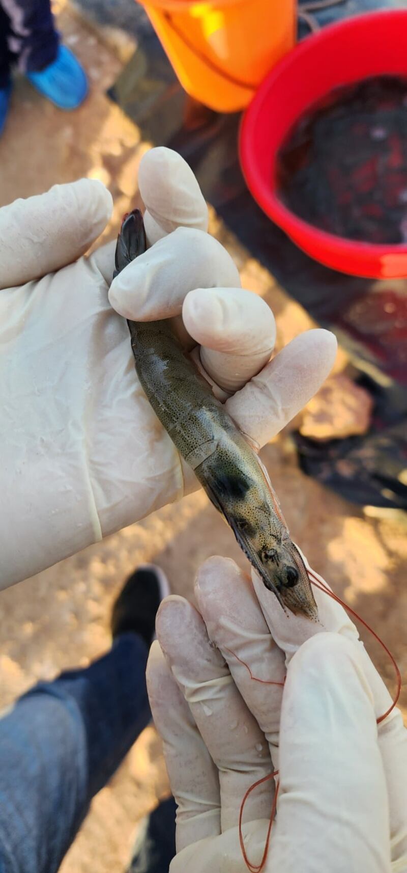 حتى يصلنا الروبيان بصورة صحية: إنشاء محجر وطني صحي