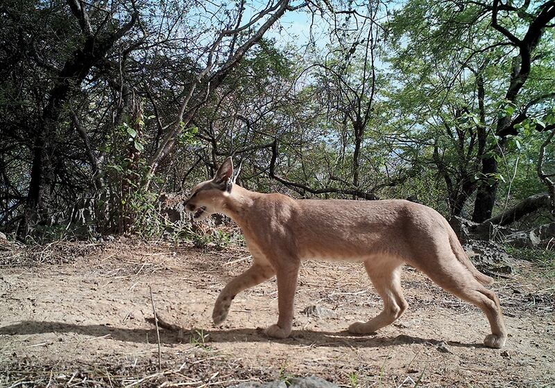 بالصور: دراسة جديدة تؤكد وجود النمر العربي في السلطنة