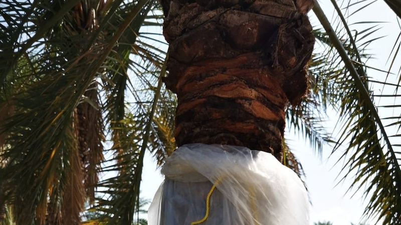 نجاح عملية الترقيد الهوائي للنخيل في العوابي