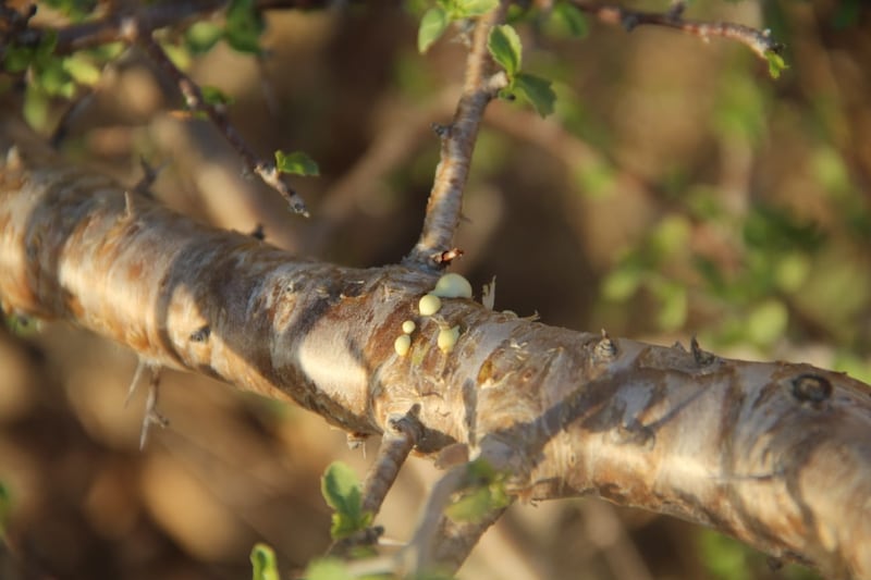 الأغلب أنك سمعت عن شجرة المقل، لكن هل قرأت عن فوائدها الكثيرة؟