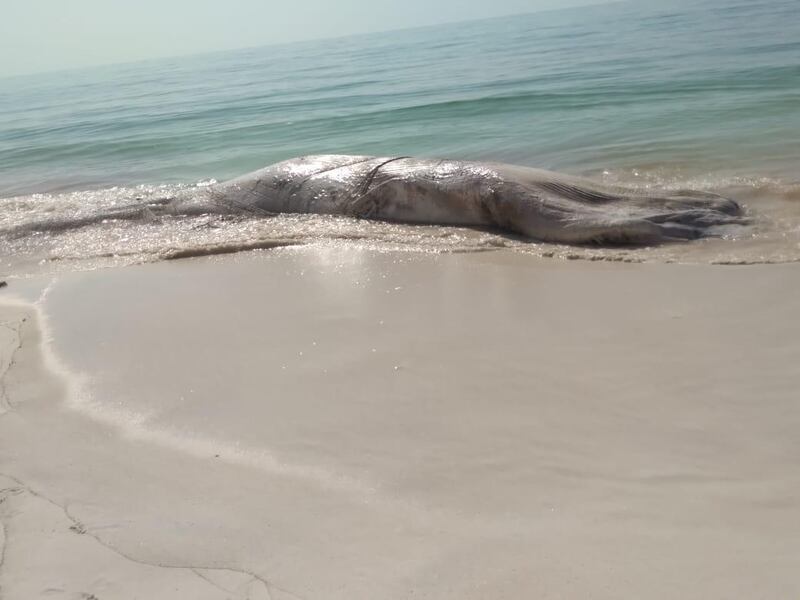 بالصور: نفوق حوت على أحد الشواطئ العمانية