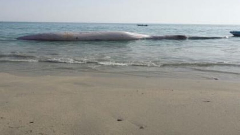 نفوق حوت في سدح وهذا حجمه