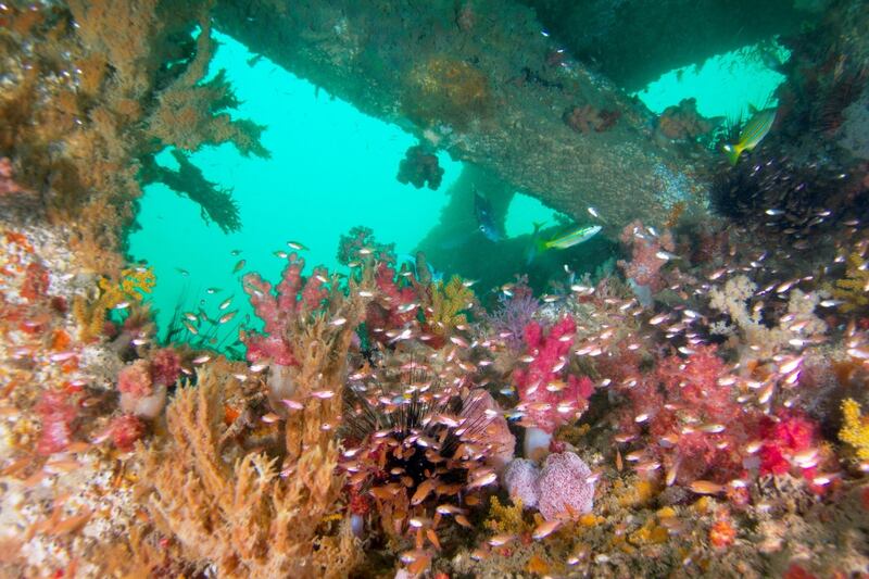 محافظة جنوب الشرقية: تنوع جغرافي وثروة مائية حية