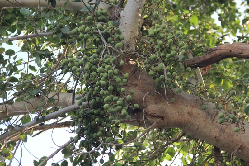 “السوقم” تثمر 4 مرات ولا تُرش بالمبيدات؛ فهل سمعت بها في ولايتك؟