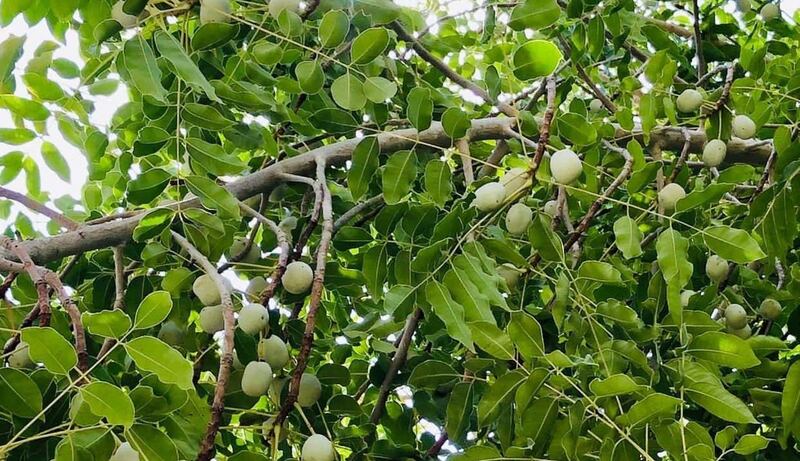 هل تذوقت يومًا طعم فاكهة اللمبج؟