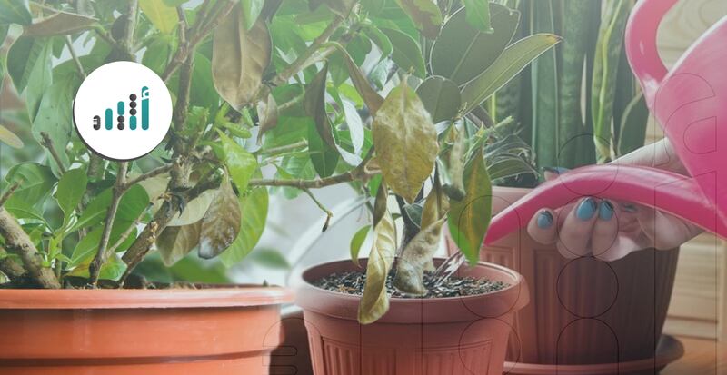 10 أخطاء تقتل نباتاتك المنزلية بسرعة