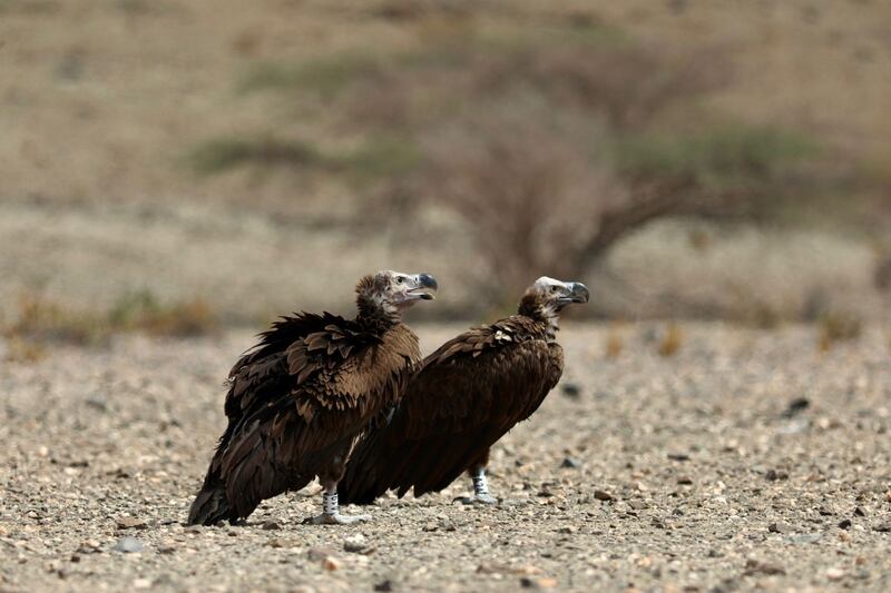 بعد وضع أجهزة تعقب عليها: إطلاق 4 نسور في إحدى المحميات الطبيعية
