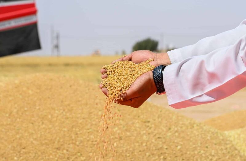 خيرات “النجد” تبدأ في الحصاد: آلاف الأطنان من القمح جاهزة