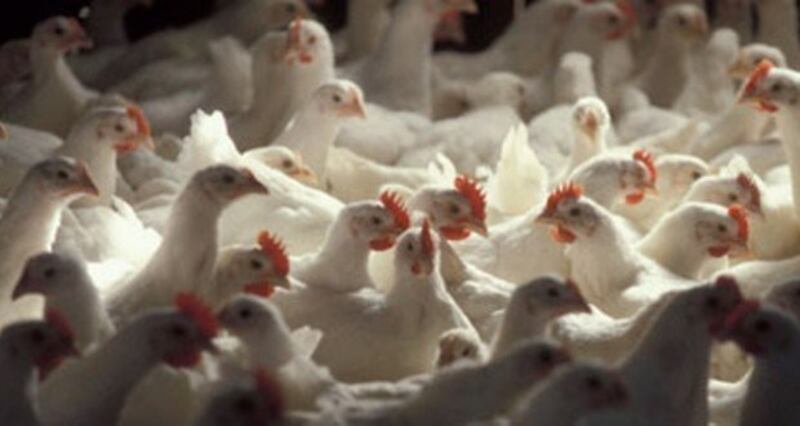 حظر استيراد الطيور من دولتين