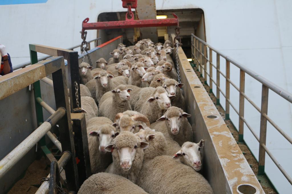 بالصور: استيراد أكثر من 10000 رأس غنم وعجل