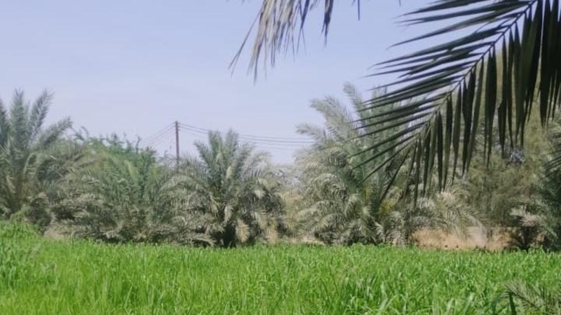“قرية الخوض” أرض خصبة وماء عذب وفير