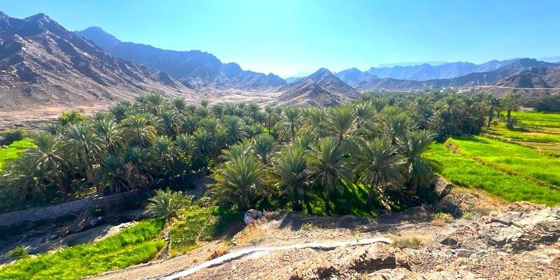 بها 7 أفلاج وشجرة معمّرة: ننصحك بزيارة قرية ”سيع“