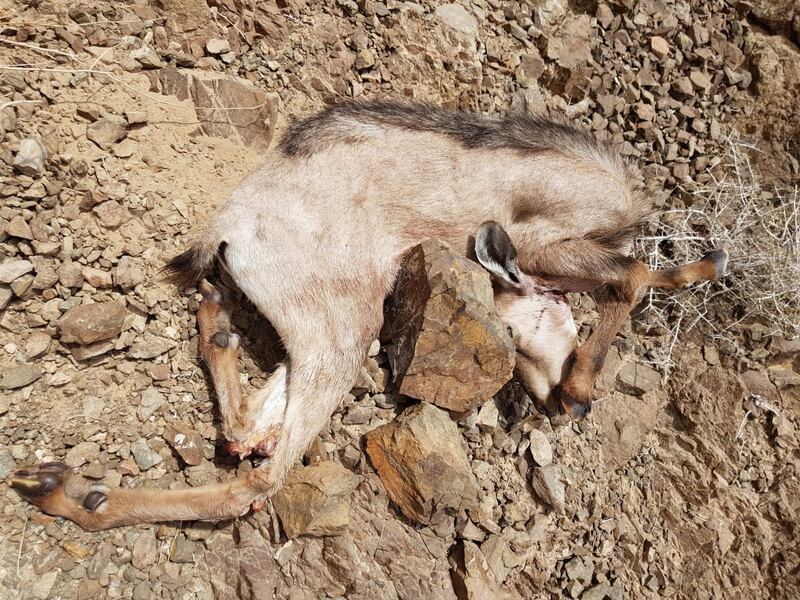 بالصور: أشخاص ينتهكون الحياة الفطرية في الشرقية والبيئة والشرطة تضبطهم