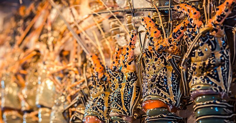 هل تحب أكل الشارخة؟ إليك تاريخ موسم صيدها