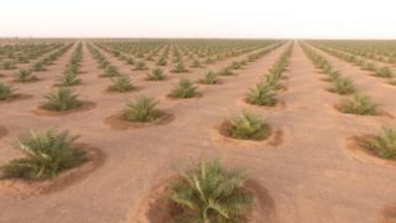 مزرعتان في البريمي تتسعان لـ 100 ألف نخلة