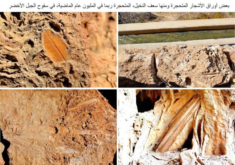 اكتشاف أقدم دليل على ظهور النخيل.. وجيولوجي يوضح