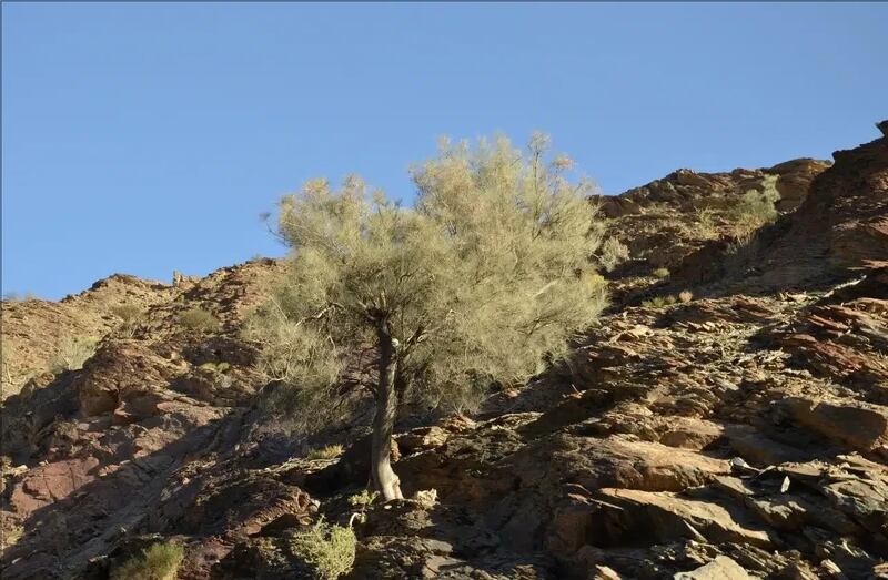 بعد المراسيم السلطانية اليوم: 30 محمية طبيعية؛ فكيف تُستثمَر؟