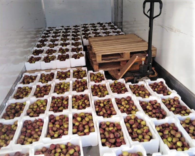 بالصور: عُماني ينجح في زراعة تين طعمه عسلي ولذيذ