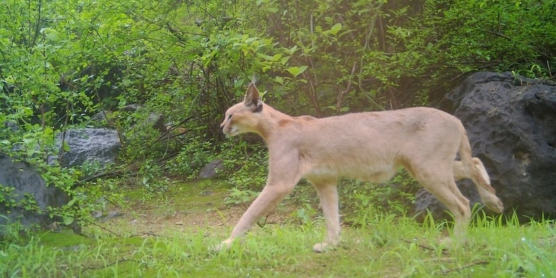 الوشق العربي يُرصَد في ظفار؛ فماذا تعرف عنه؟