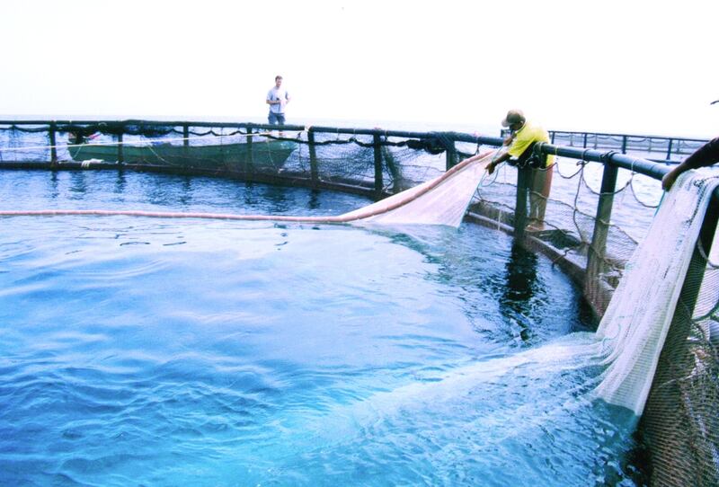 تقرير حديث: عُمان من أكبر منتجي الأسماك خليجيًا والنمو المتوقع أكثر من 5%