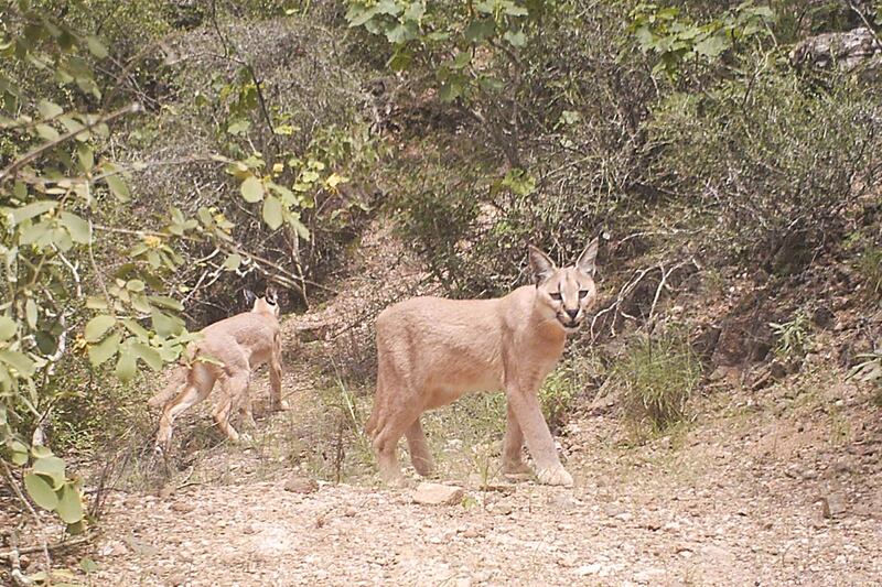 هيئة البيئة توضح حول محمية المنتزه الوطني الطبيعي في مسندم التي أنشئت بمرسوم سلطاني