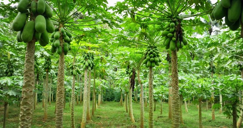 موجودة في السلطنة خصوصًا في ظفار: الباباظ” شجرة ذات فوائد غذائية وصحيّة