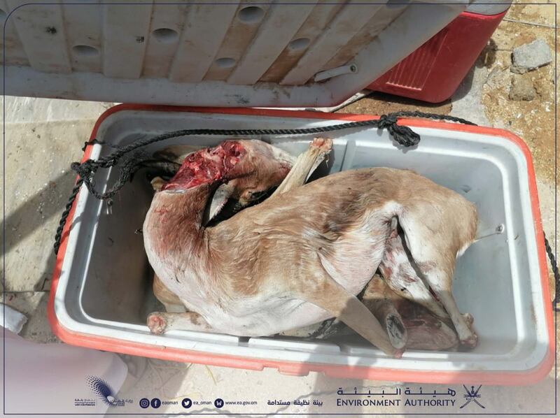 ما عقوبة الأشخاص الذين ضبط بحوزتهم غزلان برية؟