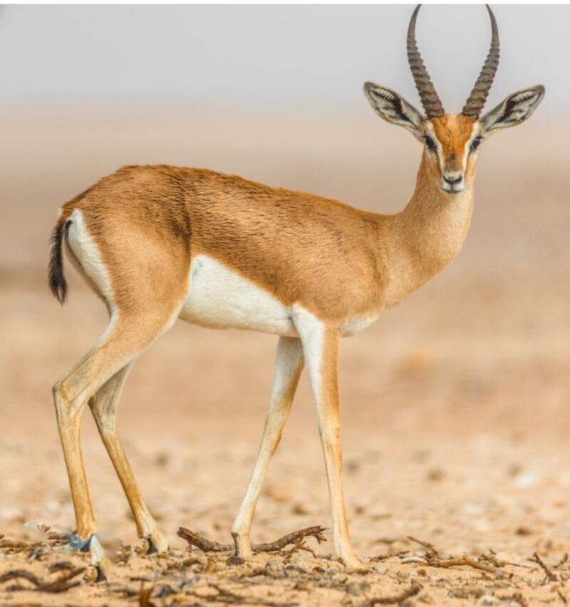 دراسة عمانية تقترح إنشاء أقسام للنزاعات البيئية في المحاكم