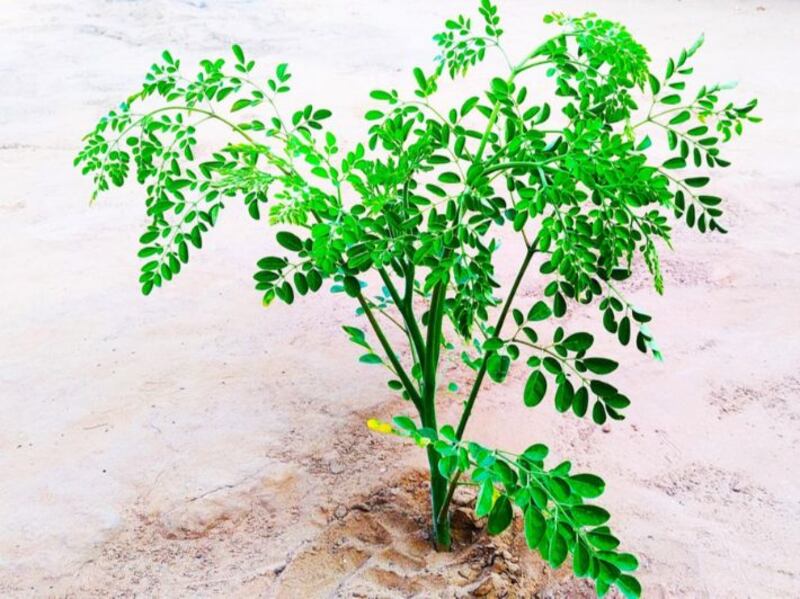 مصدرٌ للدواء والغذاء: هل سمعت بـ “شجرة الحياة”؟