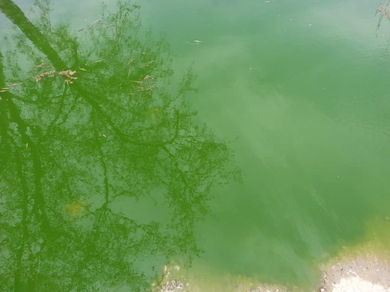 بالصور: وادٍ أسود في الخابورة ومواطنون مُتفاجِئون