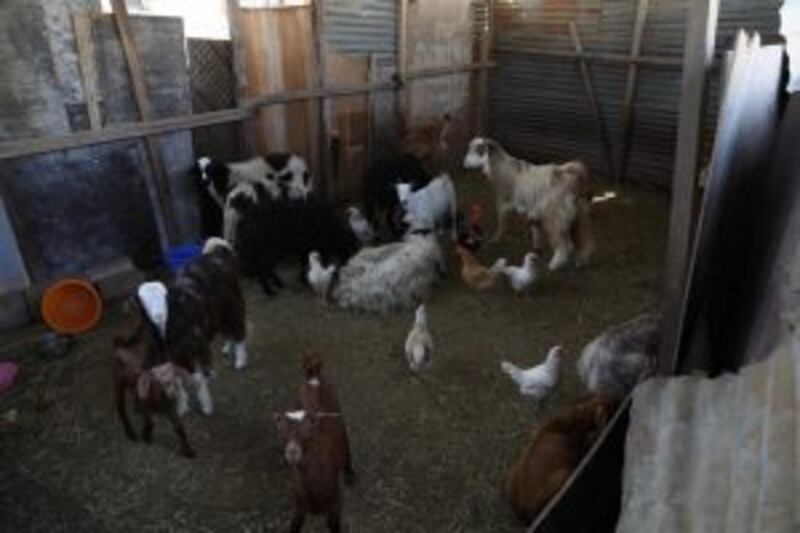 أكثرها في قريات: بلدية مسقط توضح الإجراءات حول الحيازات العشوائية