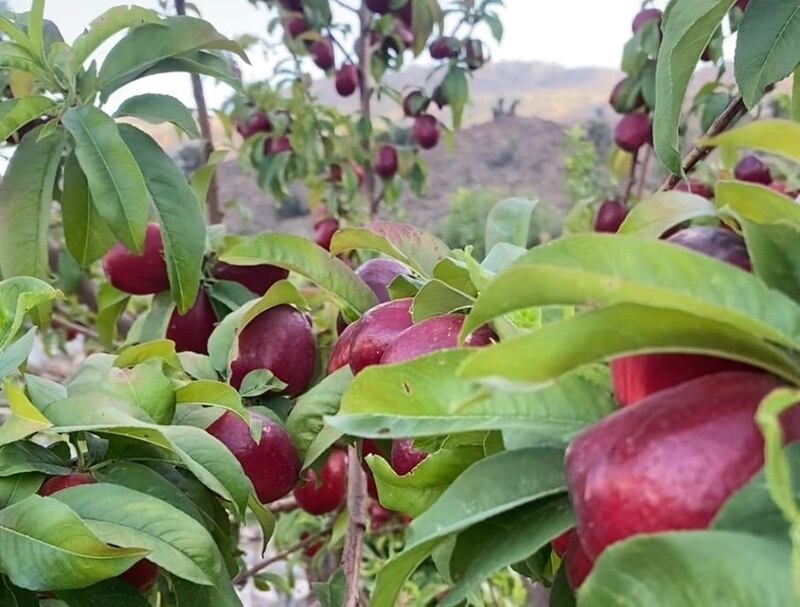 تزرع لأول مرة: فاكهة النكتارين تزين موسم الحصاد في جبل شمس