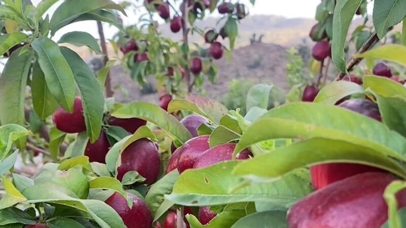 تزرع لأول مرة: فاكهة النكتارين تزين موسم الحصاد في جبل شمس