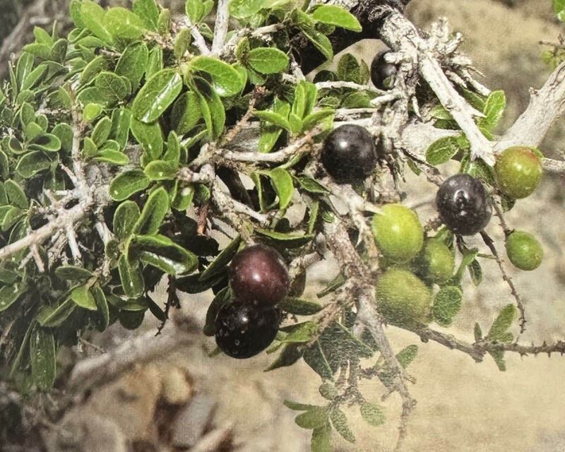 شجرة يُضرَب بها المثل “قيظ نمتة سبعة أيام ويعبّر”؛ فهل تعرفها؟