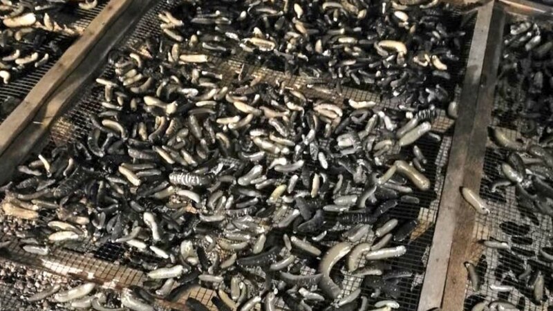 في محوت: مواطنون يتعاونون لضبط كميات من خيار البحر المحظور صيده