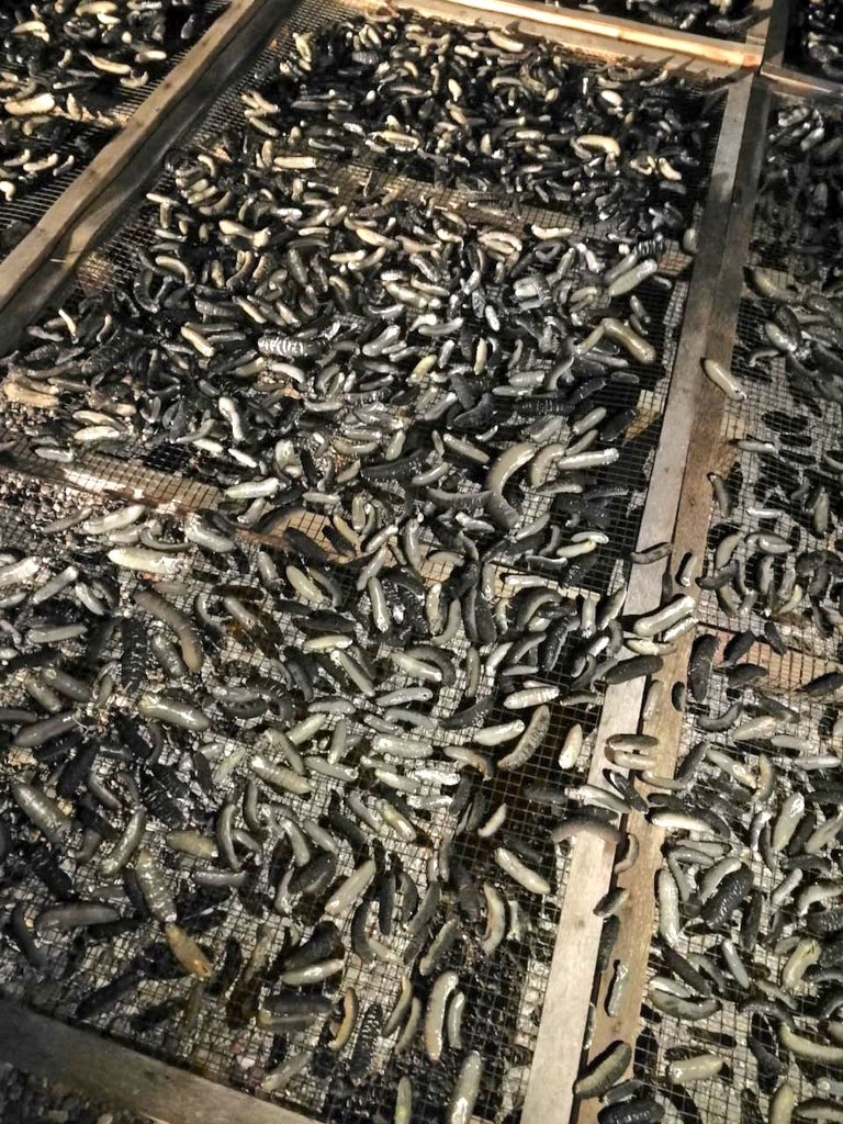 في محوت: مواطنون يتعاونون لضبط كميات من خيار البحر المحظور صيده