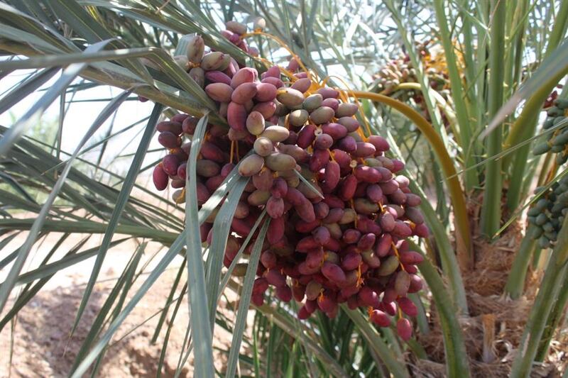 بدء تباشير القيظ في نزوى