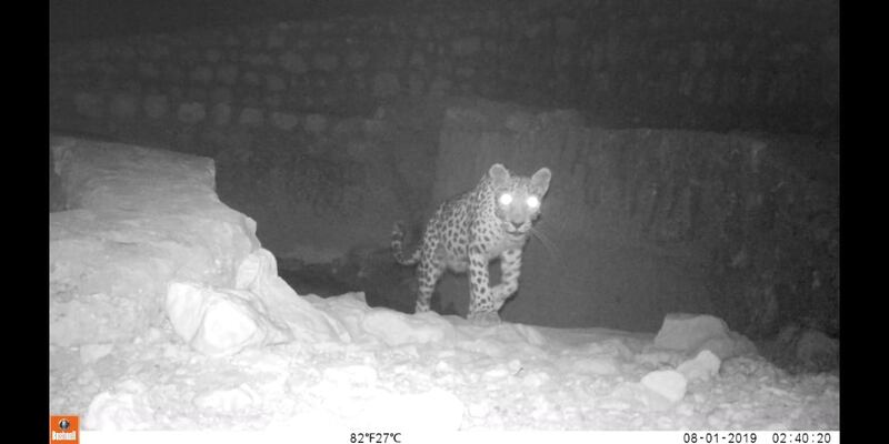 بالصور: رصد النمر العربي في أحد أودية السلطنة