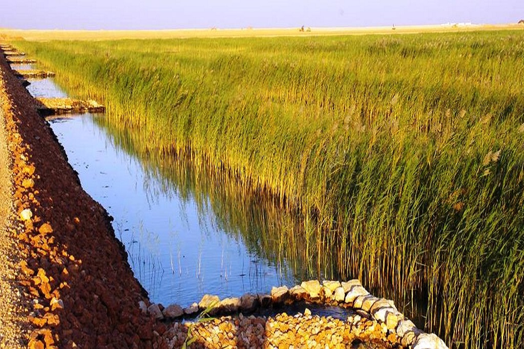 مشروع يحوّل صحراء إلى مستنقعات تأوي أكثر من 100 نوع من الطيور