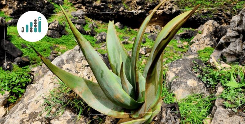 نوعان لها يوجدان في ظفار: ماذا تعرف عن “الألوة” واستخداماتها؟