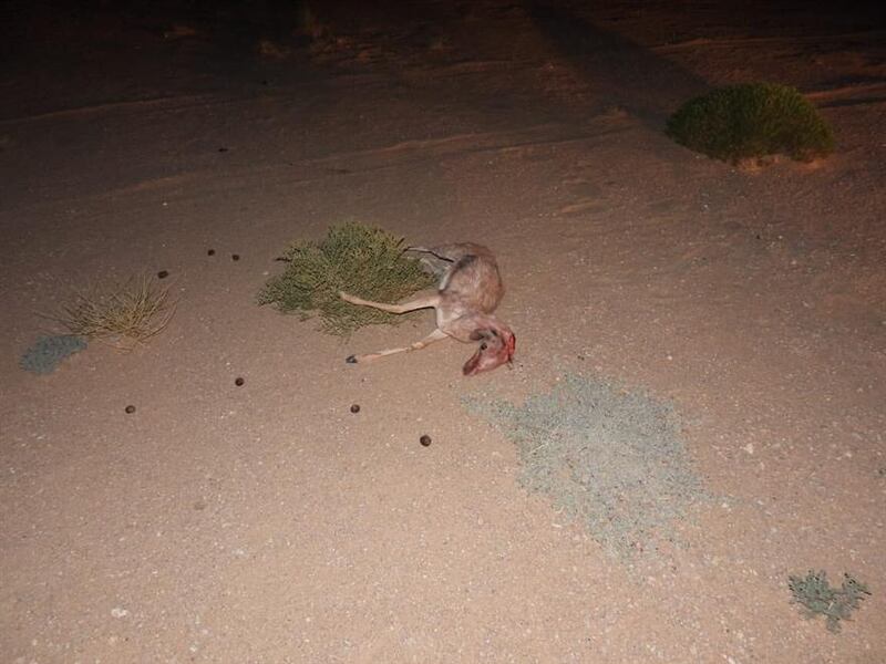 ضبط شخصين قاما بصيد غزال عربي