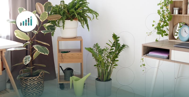 10 نباتات تساعدك على تبريد منزلك في الصيف