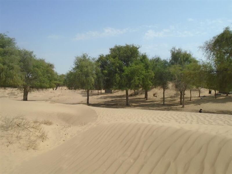 لبادية جعلان بني بوعلي..رونقٌ خاص