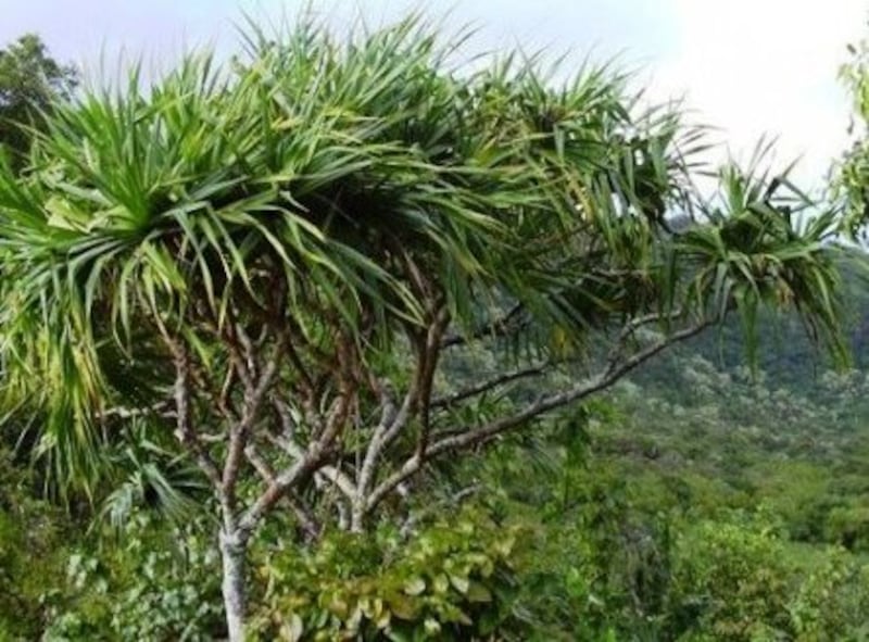 معلومات عن الشجرة التي تتولى زراعتها النساء دون الرجال